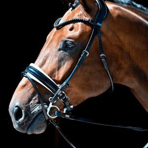 Magnetic Therapy Bridle™ Barcelona NO 19